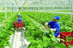 Nông nghiệp xanh là gì?