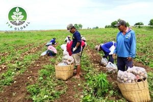 Giá phân bón liên tục leo thang, nông dân thua lỗ nặng