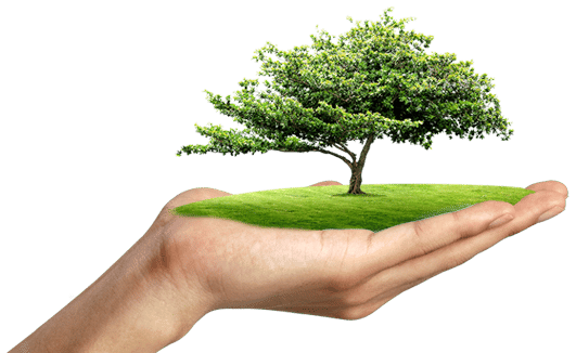 ban tay Phân Bón Hữu Cơ Cao Cấp, Nhập Khẩu Từ Mỹ | TTP Global