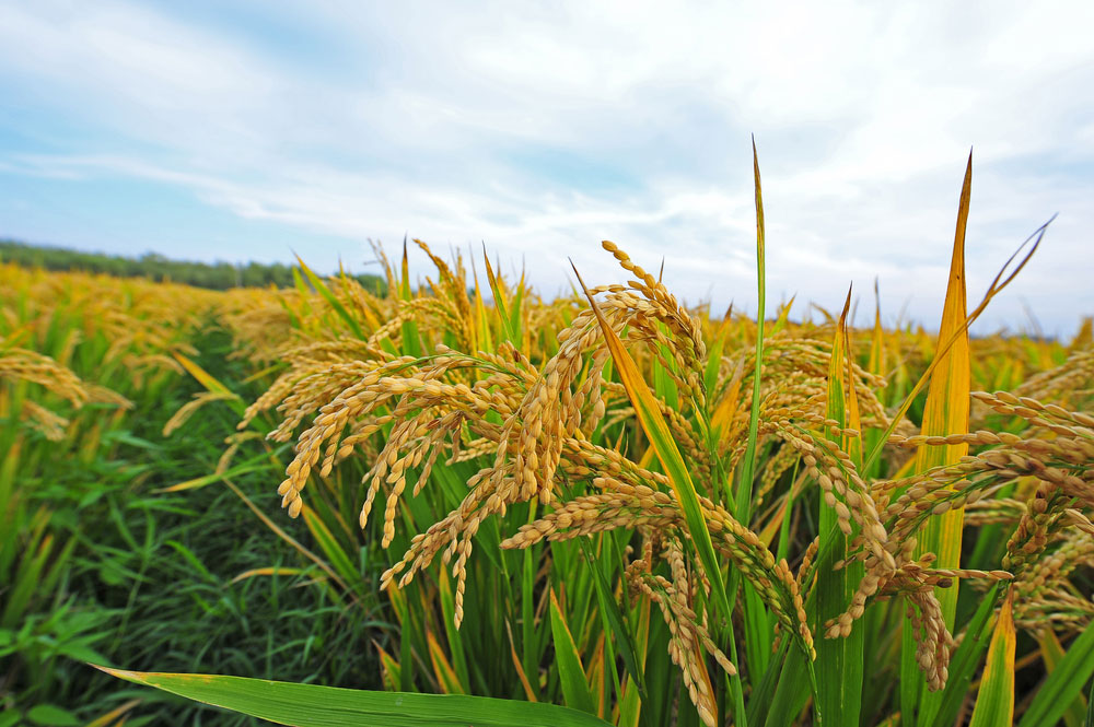 giá lúa hôm nay 22-8-2023