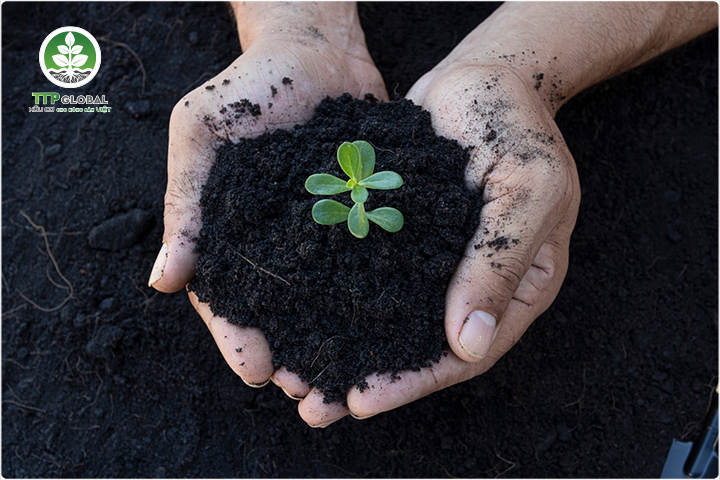 Phân bón hữu cơ vi sinh là gì - Công dụng của phân vi sinh