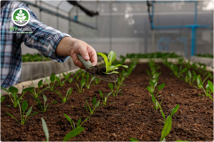 Các loại phân bón hữu cơ được nông dân ưa chuộng nhất hiện nay