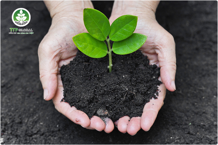 Các loại phân hữu cơ phổ biến và cách sử dụng hiệu quả