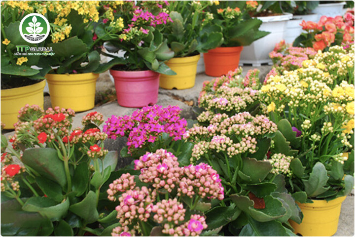 Cách chăm sóc cây sống đời sau khi ra hoa