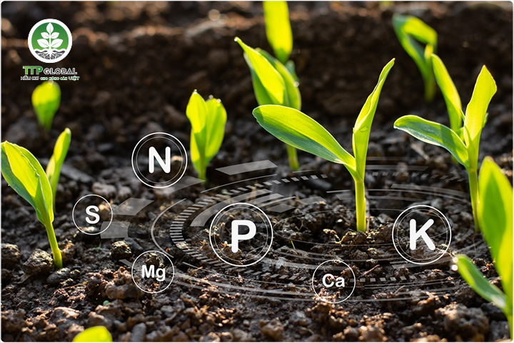 Kali hữu cơ là gì - Ưu và nhược điểm của phân kali hữu cơ