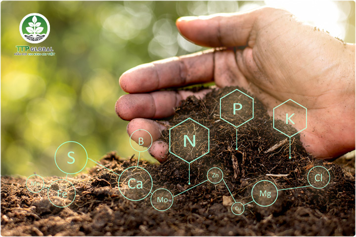 Lựa chọn phân bón hữu cơ truyền thống hay phân hữu cơ công nghiệp