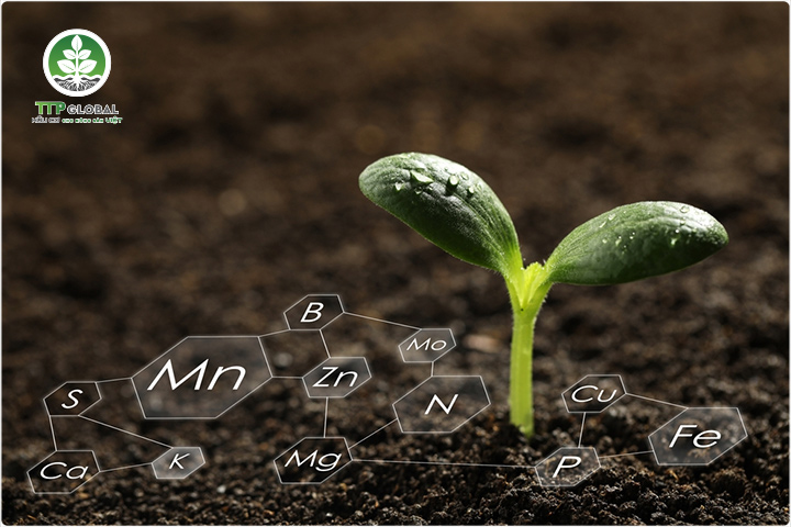 Phân bón hữu cơ khoáng là gì - Các loại phân hữu cơ tốt nhất thị trường