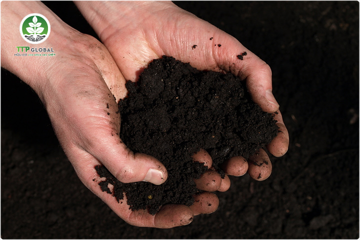 Phân bón hữu cơ organic - Giải pháp tối ưu để nuôi dưỡng cây trồng