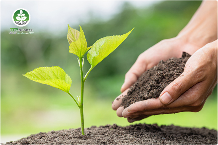 Phân bón hữu cơ sinh học là gì - Ưu điểm của phân hữu cơ sinh học