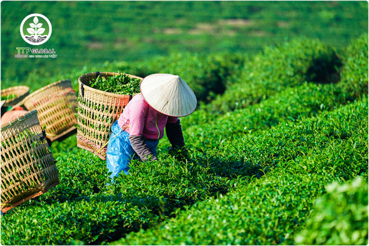 Quy trình kỹ thuật bón phân cho cây chè theo từng giai đoạn