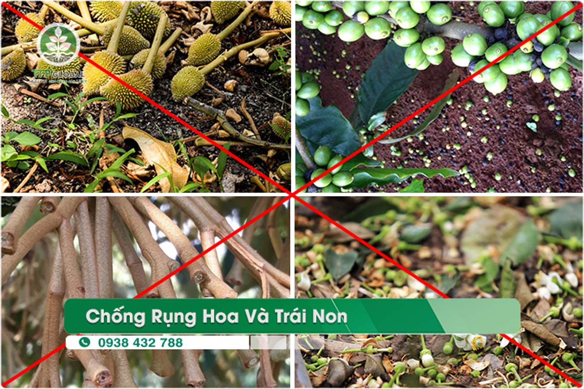 chống rụng hoa và trái non