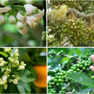 Giải Pháp Chống Rụng Hoa và Trái Non