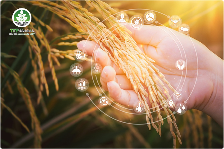 Humic hữu cơ: Giải pháp tăng 20-30% năng suất cây trồng