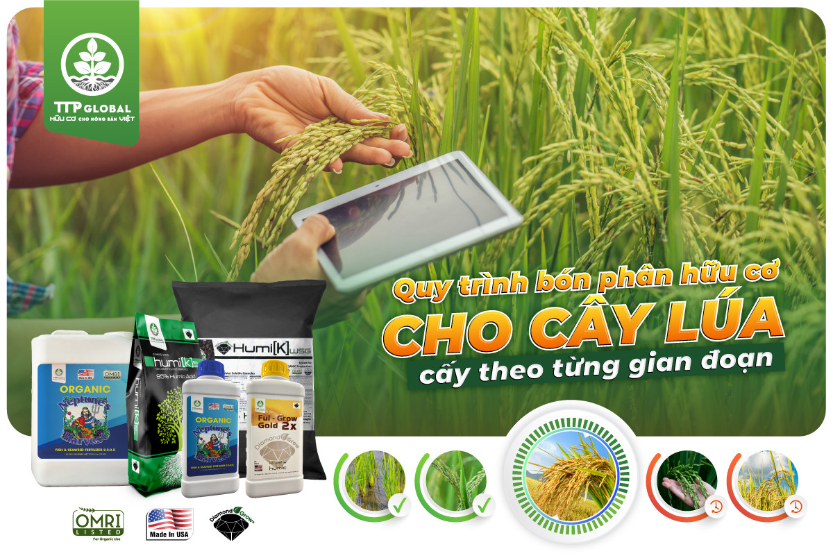 QUY TRÌNH BÓN PHÂN HỮU CƠ CHO CÂY LÚA CẤY THEO TỪNG GIAI ĐOẠN