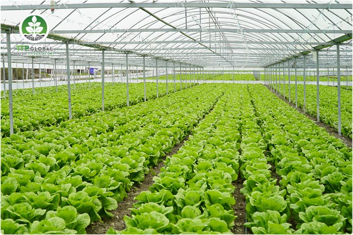 Quy trình sản xuất phân hữu cơ theo tiêu chuẩn VietGAP