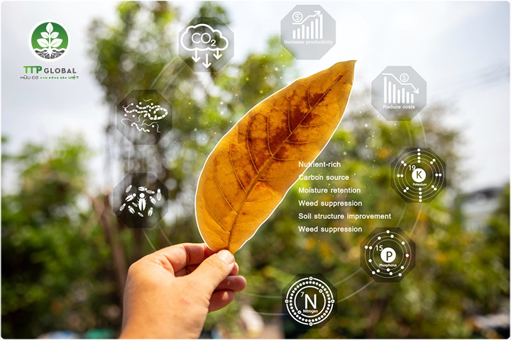 Quy trình sản xuất phân hữu cơ vi sinh