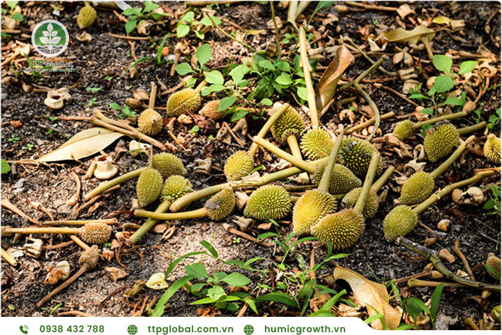 Rụng hoa và Trái non