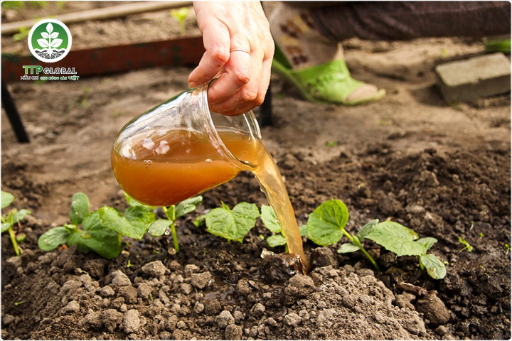 Tăng năng suất cây trồng hiệu quả với phân bón hữu cơ đạm cá