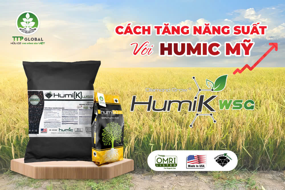 Cách tăng năng suất với Humic Mỹ