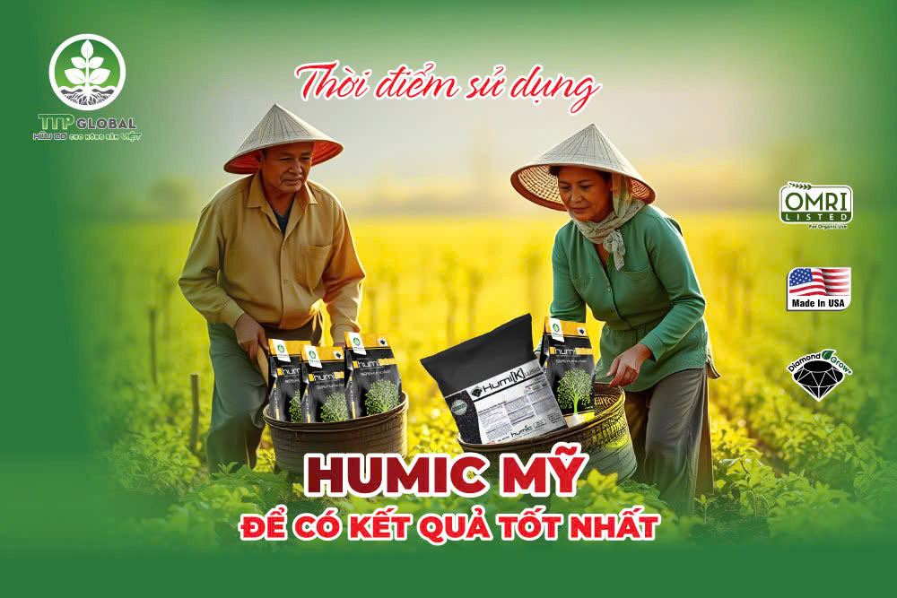 Thời điểm sử dụng Humic Mỹ để có kết quả tốt nhất
