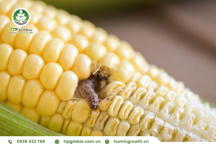 các loại sâu bệnh hại cây trồng