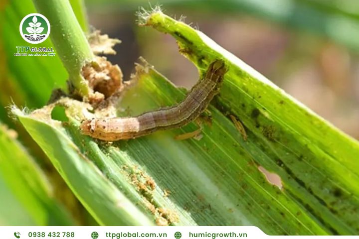 sâu bệnh gây hại như thế nào cho cây trồng