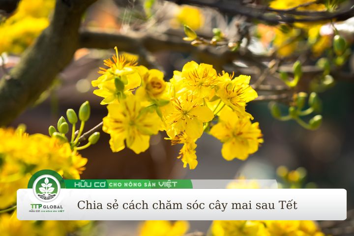 cách chăm sóc cây mai sau tết