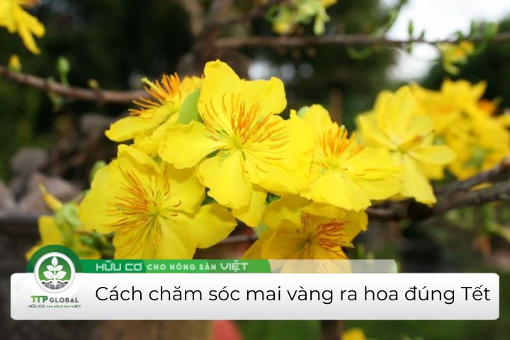 cách chăm sóc mai vàng ra hoa đúng tết