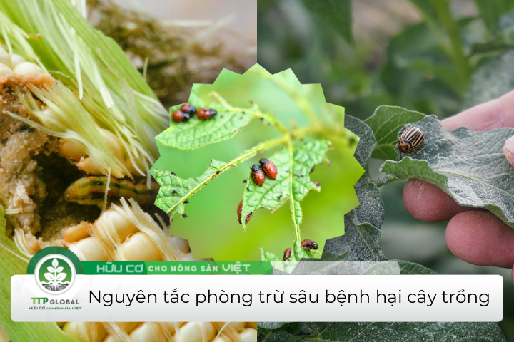 có mấy nguyên tắc phòng trừ sâu bệnh