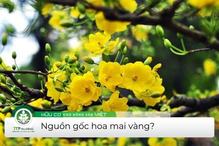 hoa mai vàng