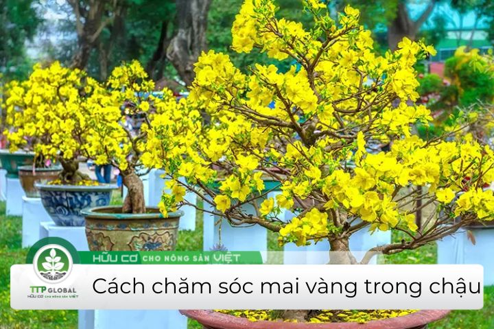 kỹ thuật chăm sóc mai vàng trong chậu