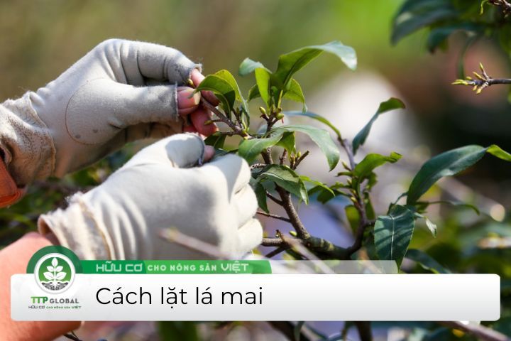 lặt lá mai