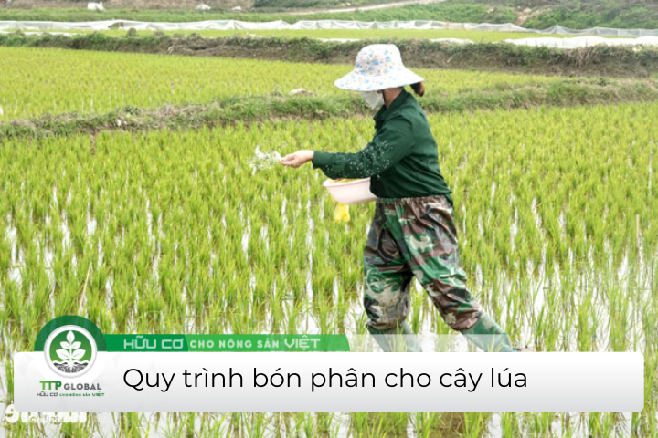 quy trình bón phân cho lúa