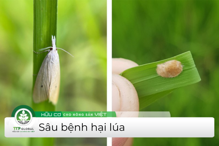 các loại sâu bệnh hại lúa