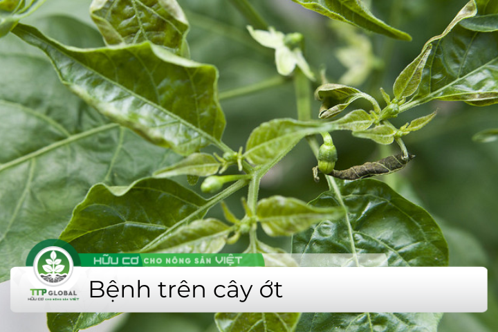 bệnh trên cây ớt