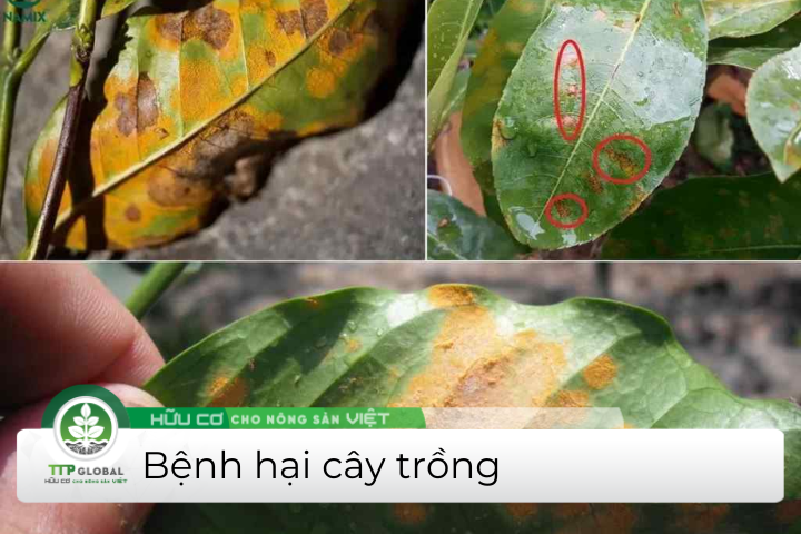 Top bệnh cây trồng