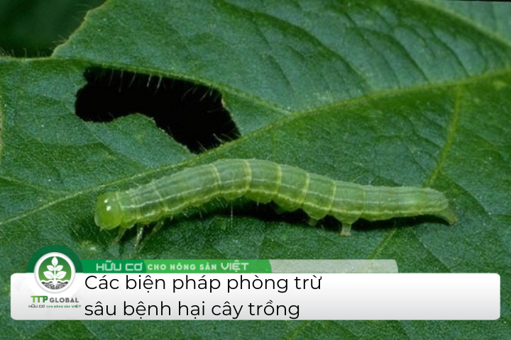 các biện pháp phòng trừ sâu bệnh hại cây trồng