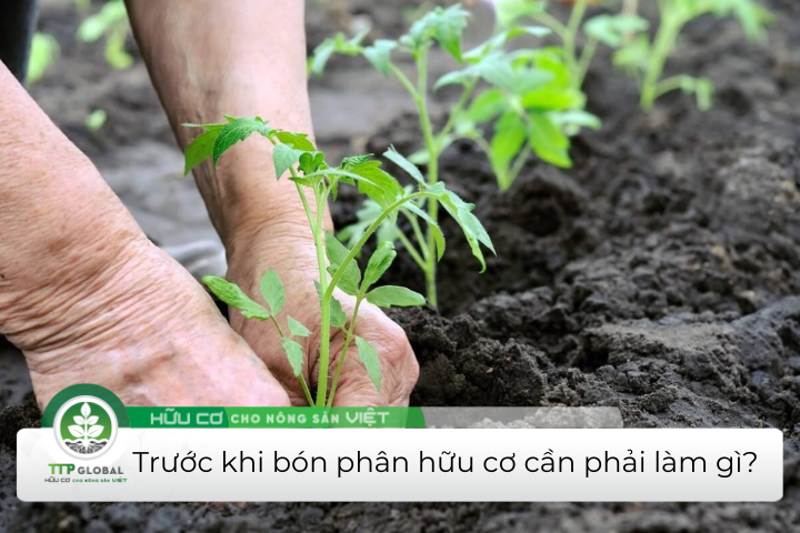 trước khi bón phân hữu cơ cần phải