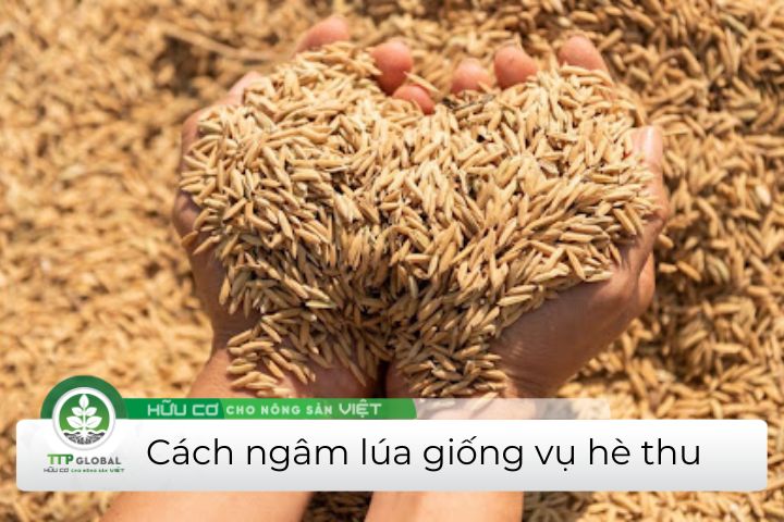 cách ngâm lúa giống vụ hè thu