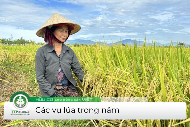các vụ lúa trong năm