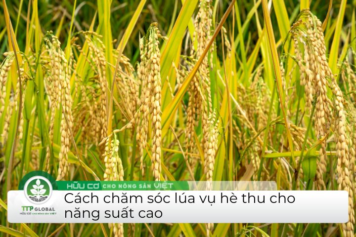 cách chăm sóc lúa vụ hè thu