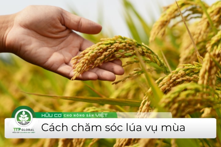 cách chăm sóc lúa vụ mùa