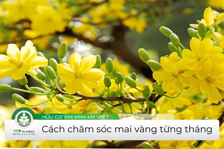 cách chăm sóc mai vàng từng tháng