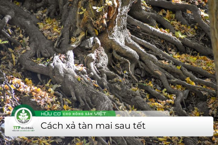 cách xả tàn mai sau tết