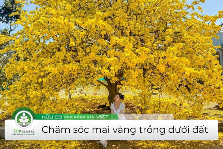 chăm sóc mai vàng trồng dưới đất