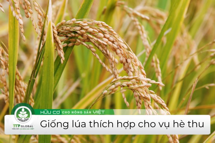 giống lúa thích hợp cho vụ hè thu
