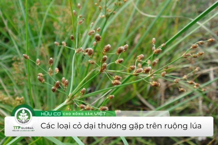 các loại cỏ dại thường gặp trên ruộng lúa