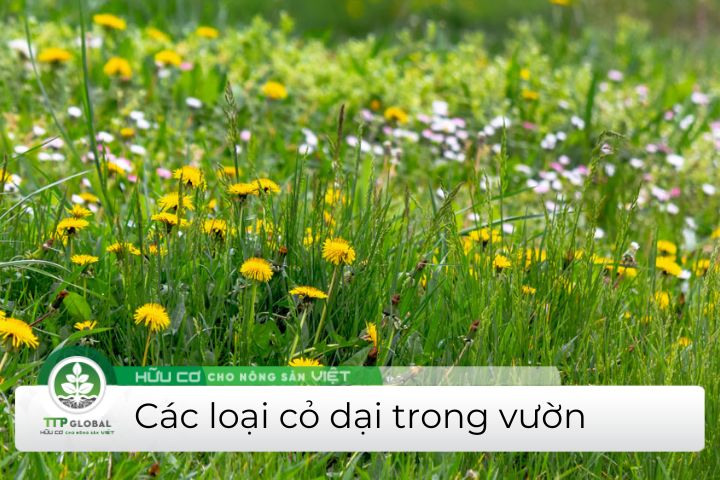 các loại cỏ dại trong vườn