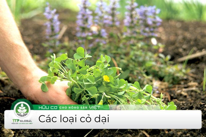 các loại cỏ dại