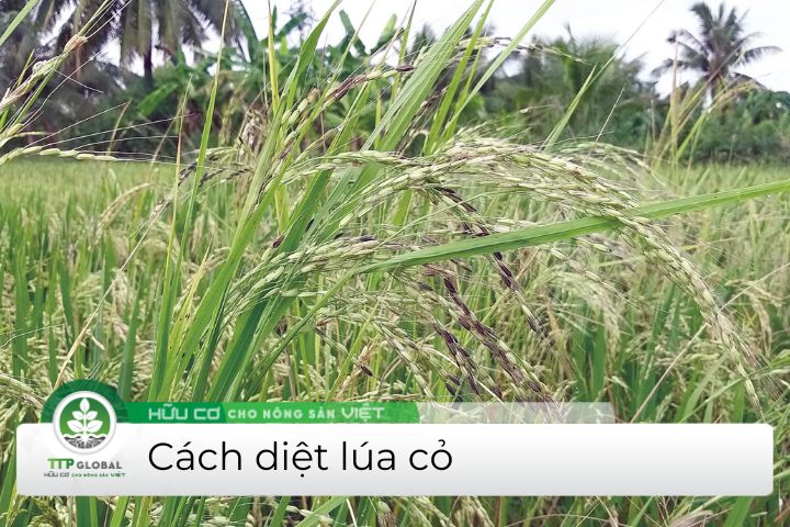 cách diệt lúa cỏ